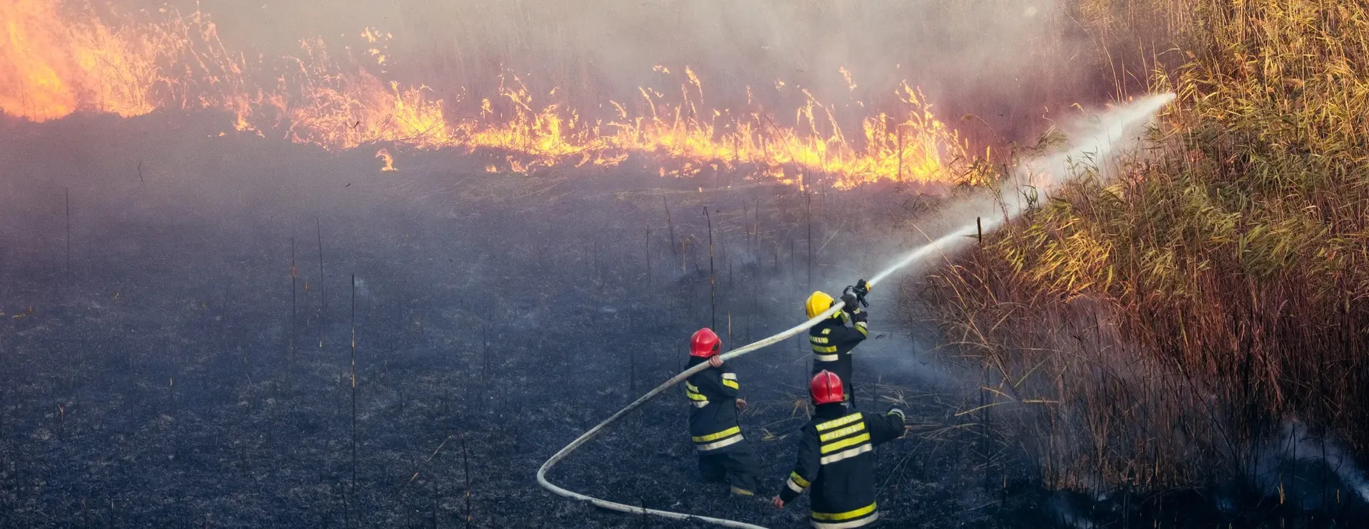 Firefighters extinguishing a forest fire